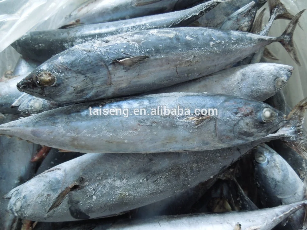 China Frozen Bonito Seafood Fish With Best Marketing Price
