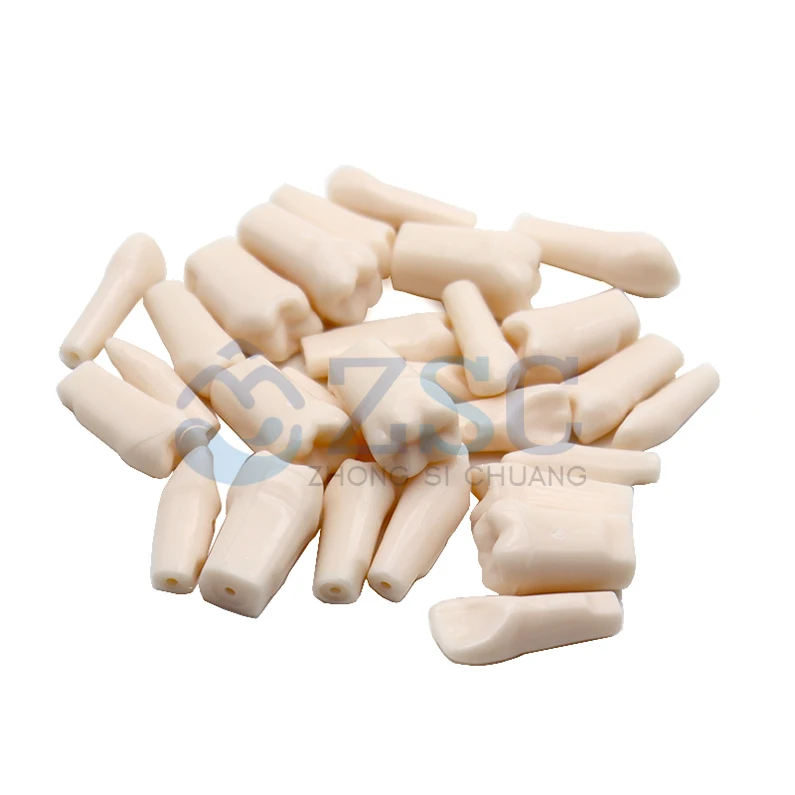 1set 28 Dental oral teaching tooth plates Denture Model Synthetic Resin Polymer False Replace Teeth for dentistry teaching