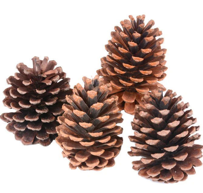 song guo Natural whole fruit shell seeds removed empty dried Pine Cone for decoration
