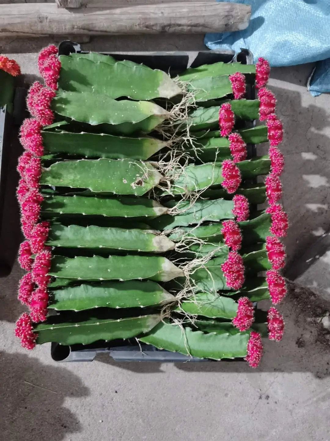 Привитая ЛУНА КАКТУС желтый шар красный красочный кактусы Gymnocalycium Mihanovichii кактус низкая цена