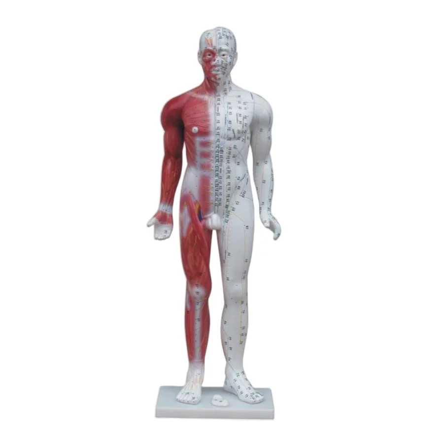 ADA Medical science Deluxe Acupuncture Model 84CM and Acupuncture Model 178CM for Disease Demonstration Medical Teaching Tool