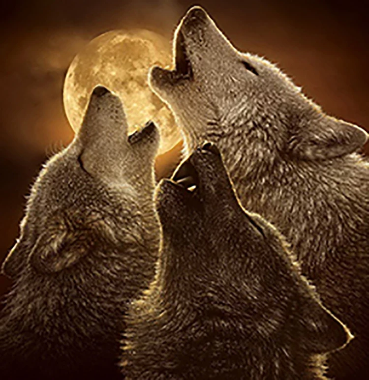 Good quality Coloured drawing painting Full drill diamond kits painting 5D diamond adults Animal decoration painting