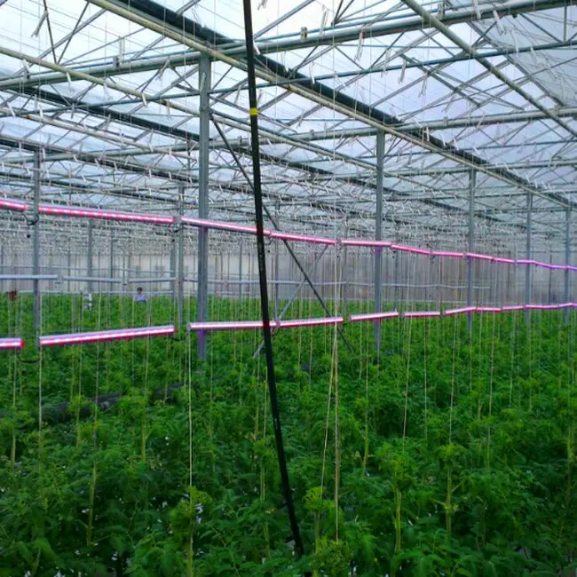 Оптовая продажа высокое качество многопролетная пленка для теплицы цена производства
