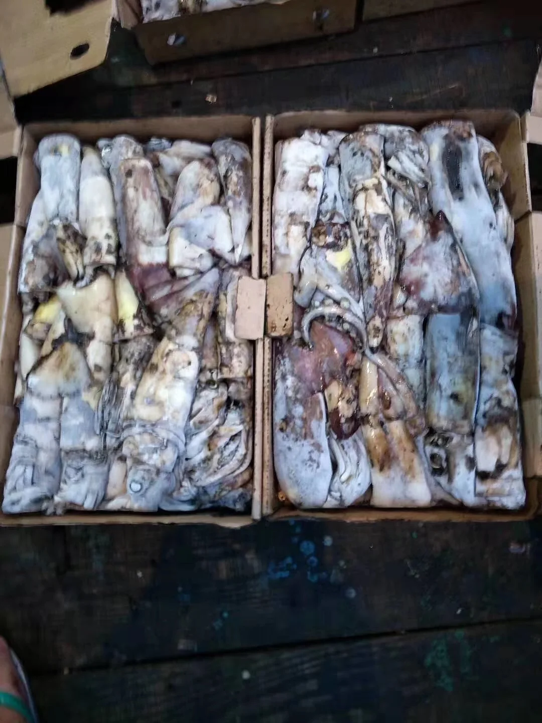 
cheap frozen black squid WR peru squid giant size price frozen for canning/market 
