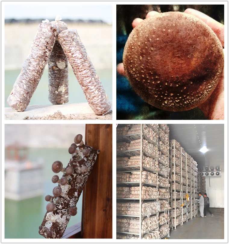  Цена для грибов shiitake оптовая продажа подложка выращивания