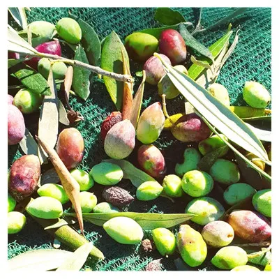 100% virgin HDPE 85gsm Plastic Agriculture Picking Olive Harvest Net Fruit Collection Netting