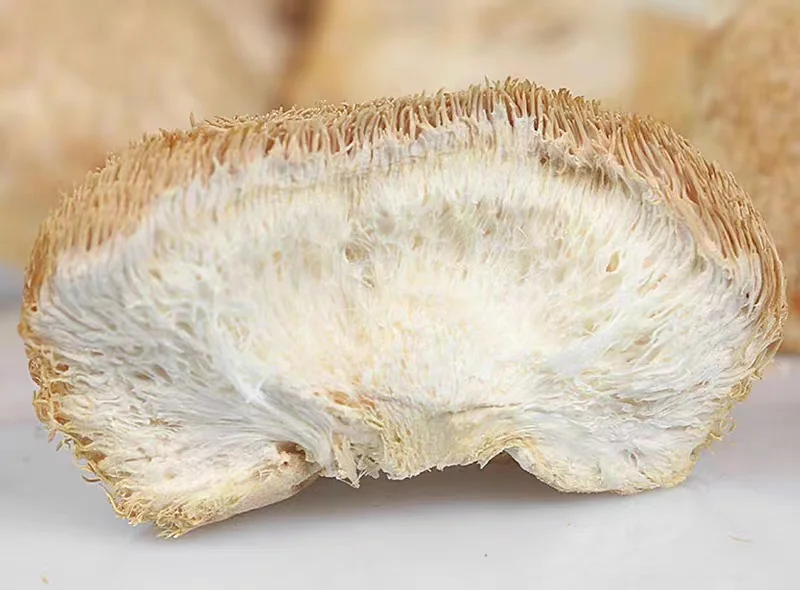 Pure natural artificially cultivated raw Hericium fungus erinaceus mushroom whole dried lion mane mushroom
