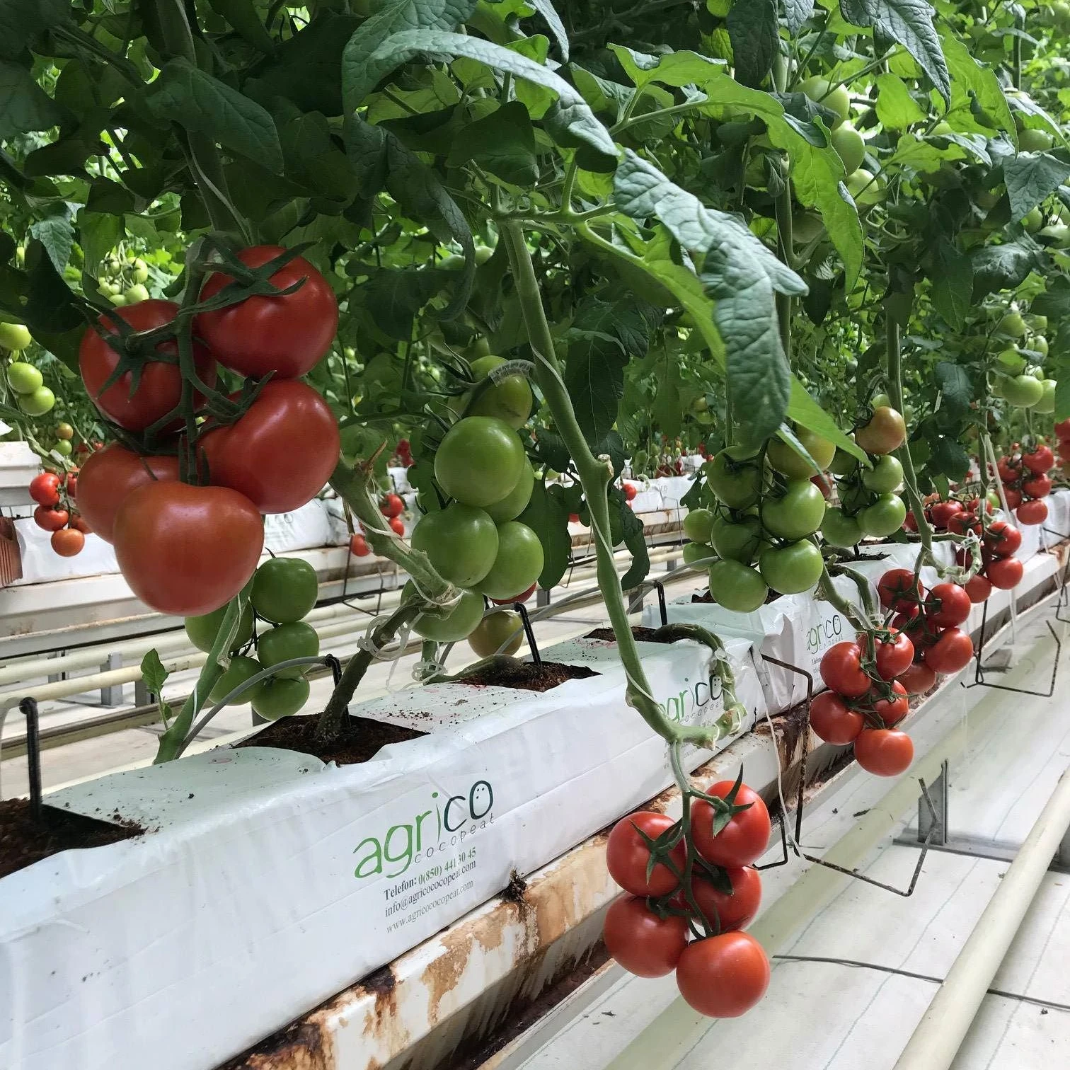 Multi Span Film Green House Farm For Tomatoes Planting Green Houses Agriculture Commercial