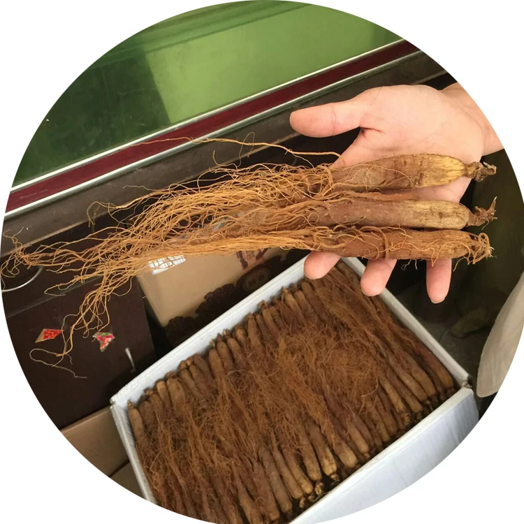 Top quality whole Red Ginseng rubra radix	Ginsengwurzel rot Radix purpur with competitive price