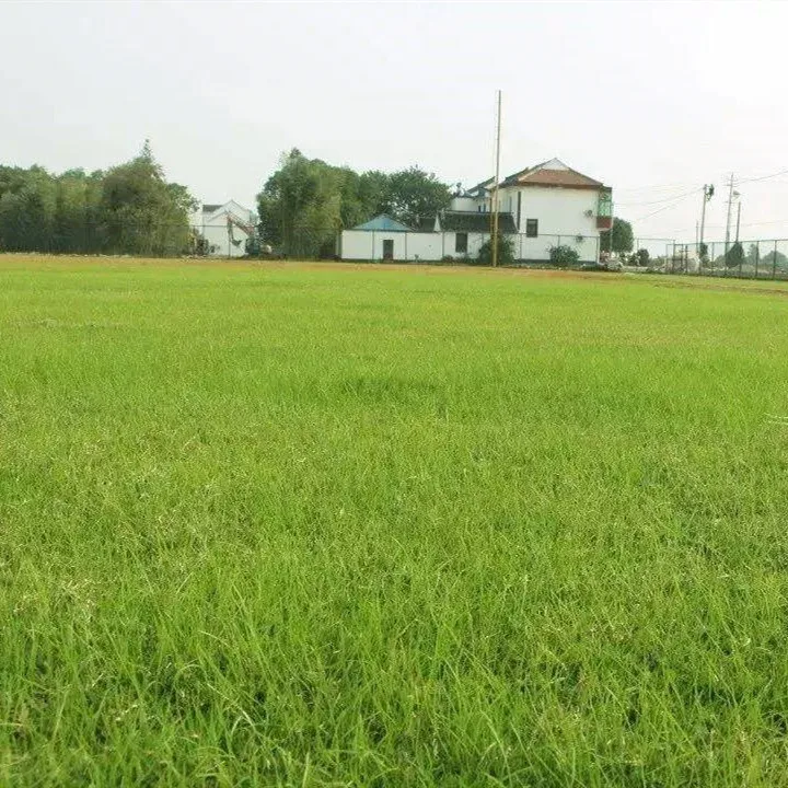 
Shanghai Herbary Factory Sale Mix Grass Lawn Seed For Sowing 