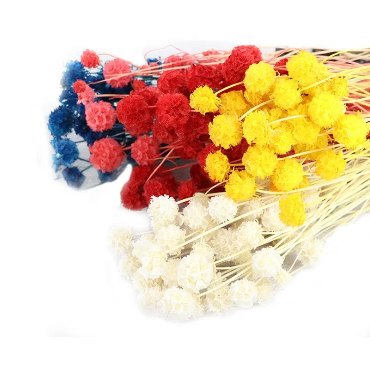 
Новое поступление, Лидер продаж, настоящий сушеный сохраненный цветочный материал с длинным стержнем в подарок 