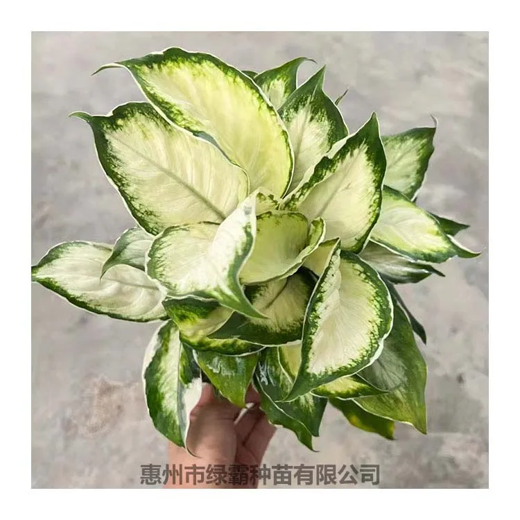 Popular Chinese Evergreen plant  White Moonlight Aglaonema  artificial plant bonsai