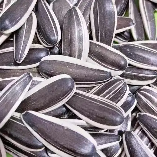 Hot Selling Chinese Non GMO High Quality Good Price Organic Raw Sunflower Kernels Seeds