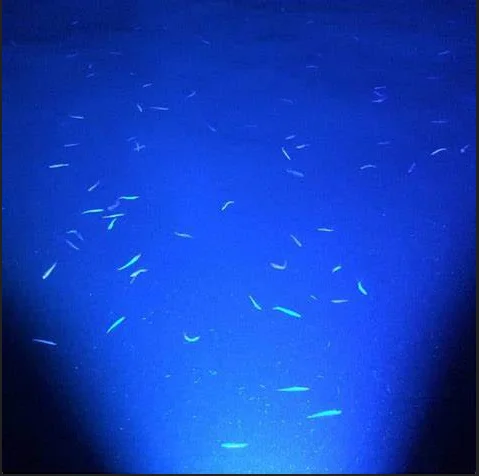 
High Brightness Long Distance Waterproof Squid Deep Sea Led Fishing Lights 