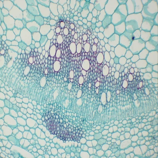 Botany Slides Microscope Slides 100pcs Teaching Resources Medical Science Prepared Slides  Botany Educational