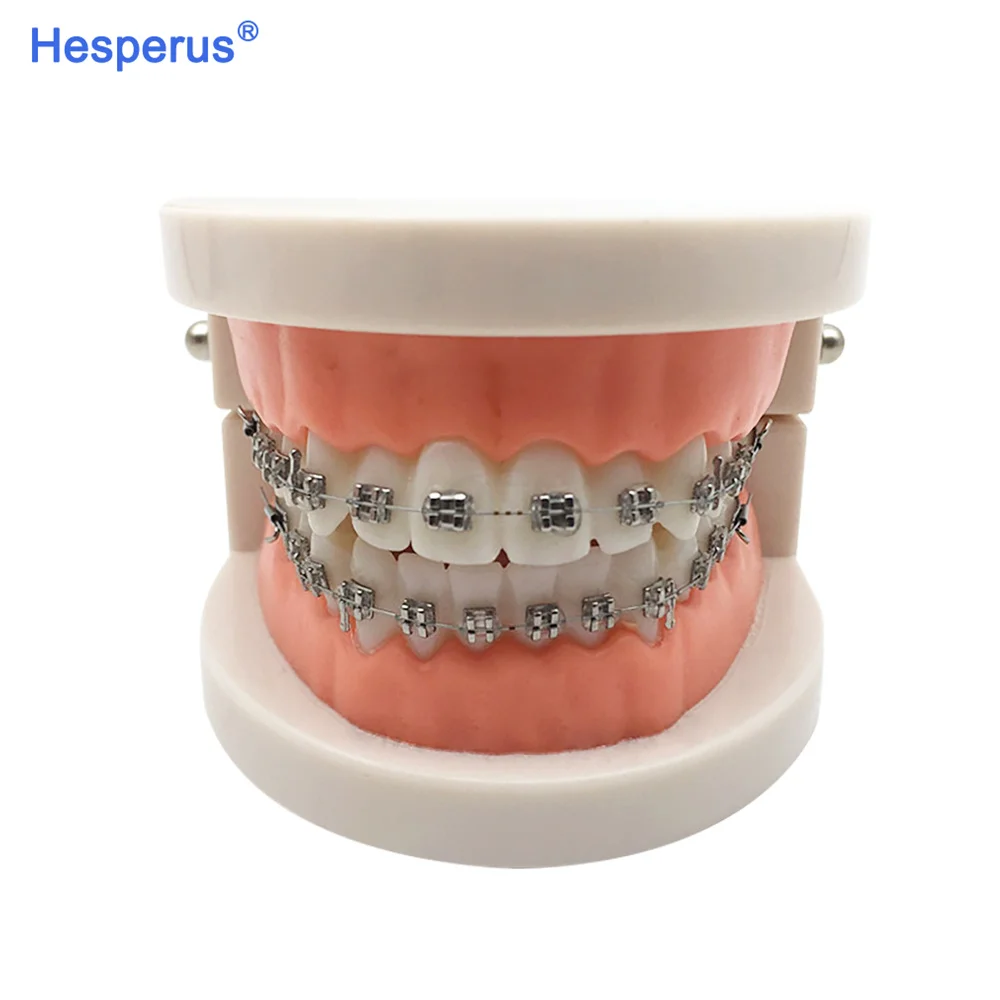 Dental Model Standard Dental Orthodontic Teeth Model With Braces Metal / Ceramic Brackets For Dentistry Education Study HESPERUS