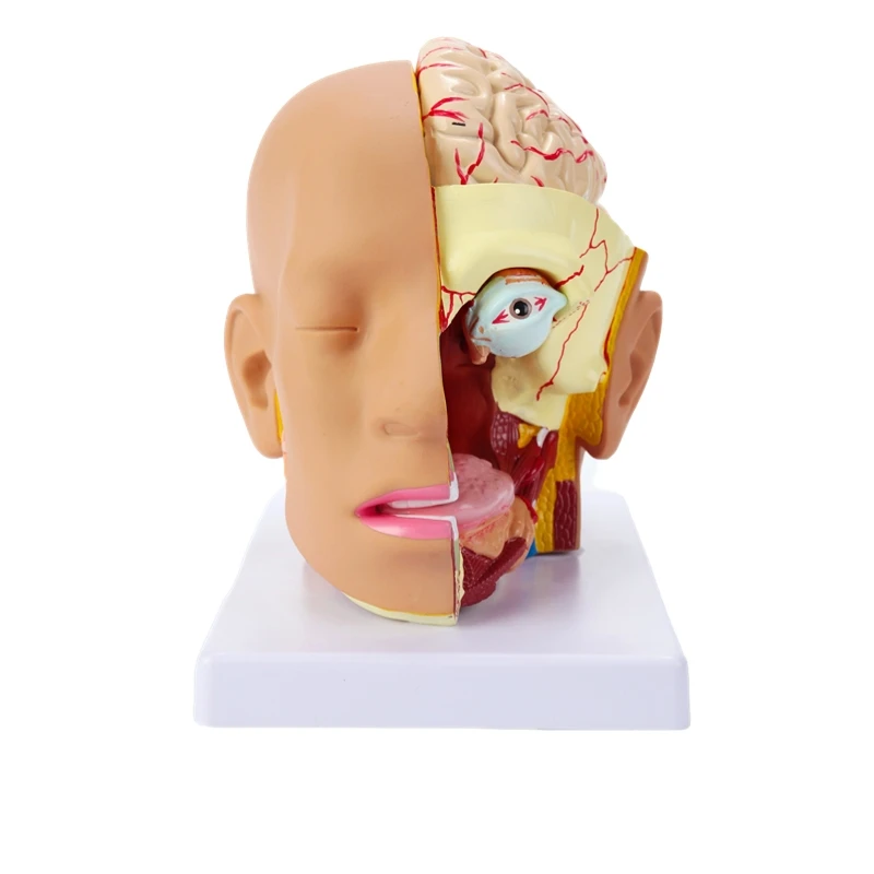 anatomical model of human head with brain model 4 parts hospital teaching human head with cerebral artery model
