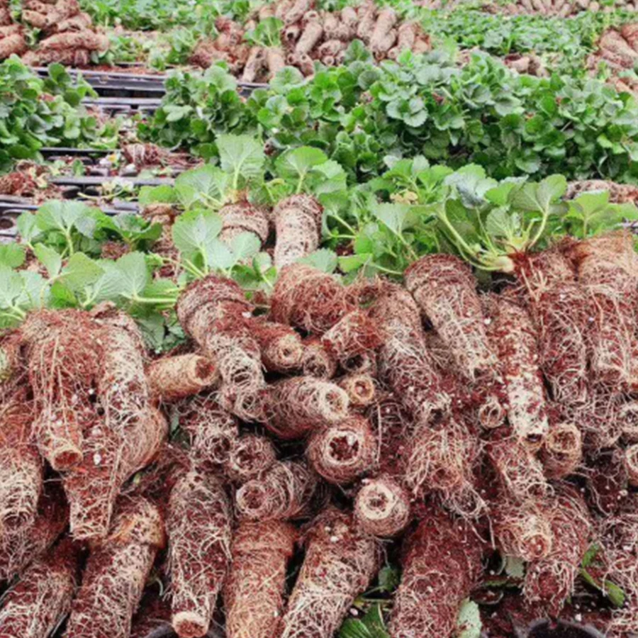 Best Price Quality 288 Cells Seed Plant Germination Trays For Sale