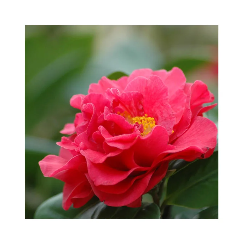 
camellia japonica / camellia flower bulbs seeds 