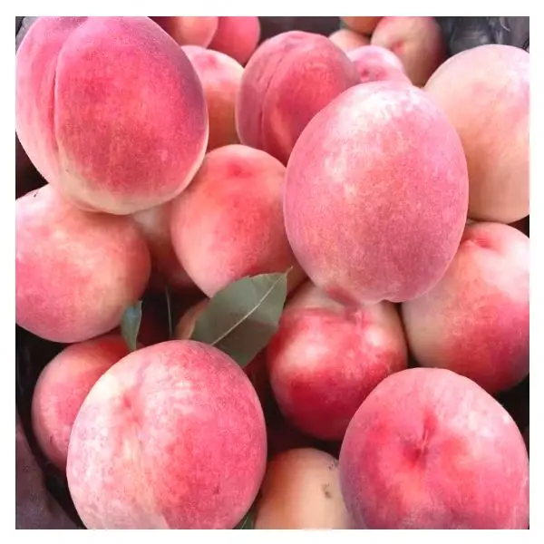 High Quality Security peaches price fruit Beijing no.7 sweet fresh peaches