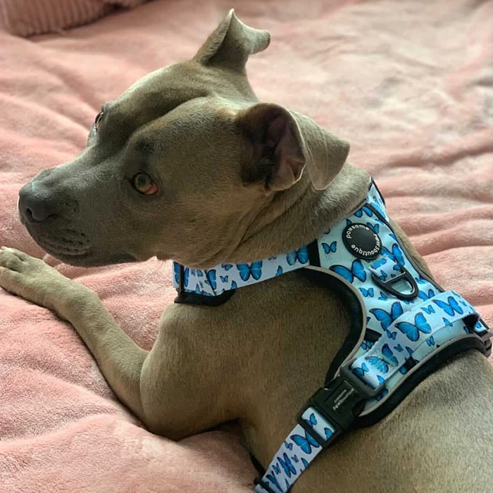 Factory supplier custom logo Reflective Adjustable tough trails Dog harness Vest Soft Padded Mesh No Pull Pet big dog harness