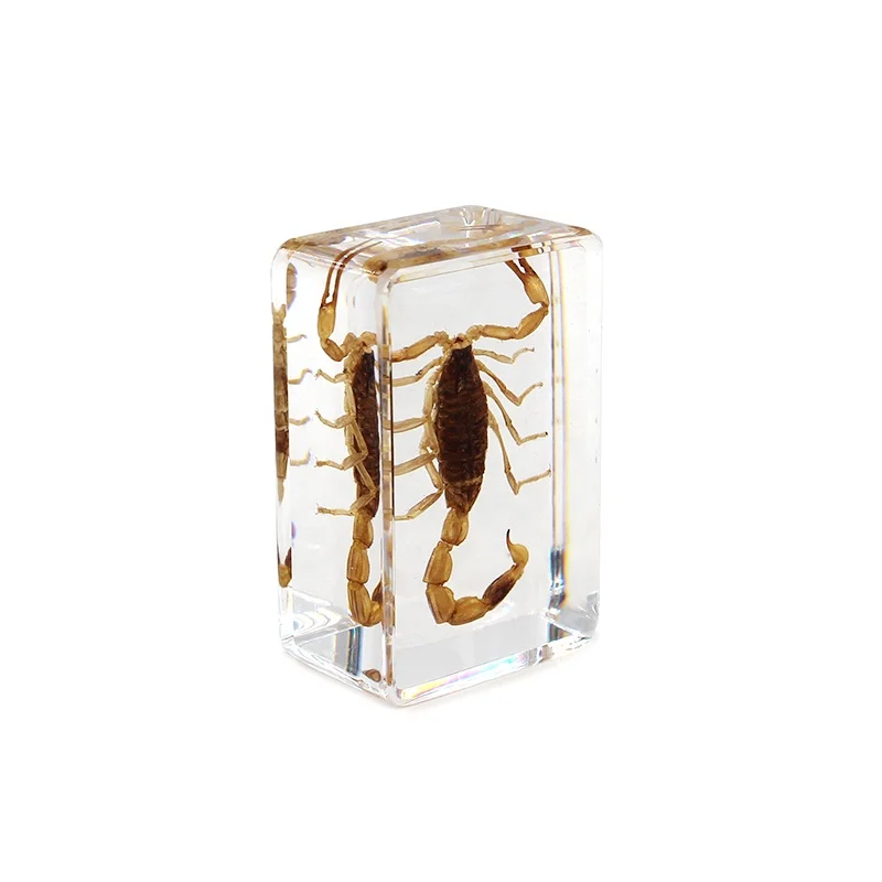 Hot selling scorpion specimen paper weight embedded real scorpion in resin animal ornaments resin crafts