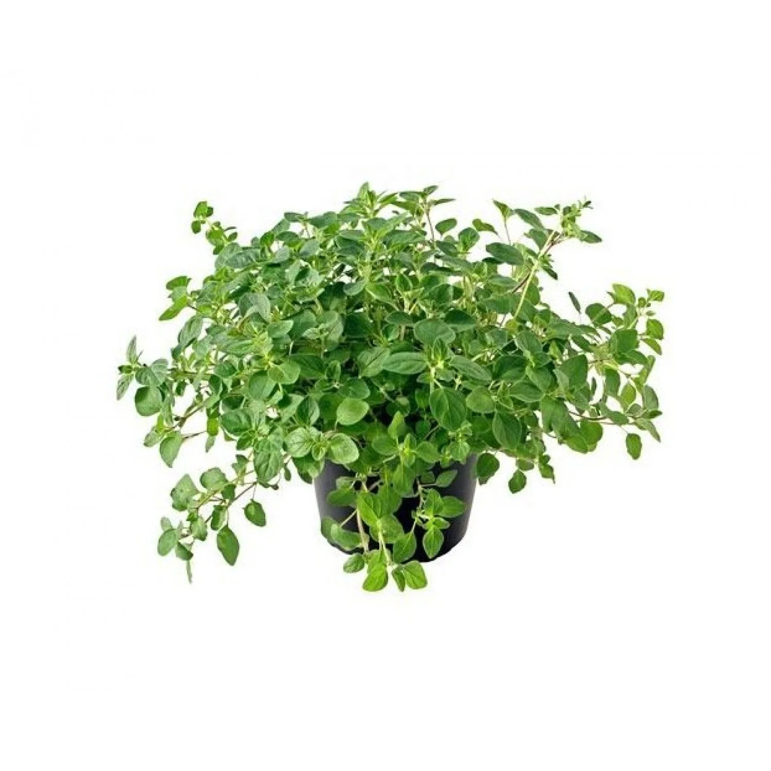 Oregano Leaves/Origanum vulgare Extract Powder Oregano Powder Extract