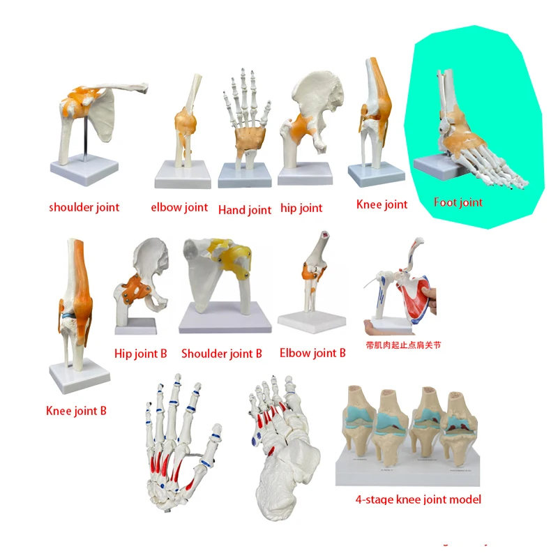 teaching skeleton model PVC bone model Anatomical human   with ligament foot joint model