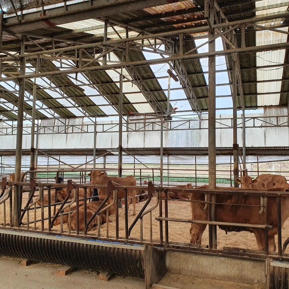 16ft HVLS Electric Aluminum Ventilation Fans Best Giant Horse Stall Fans