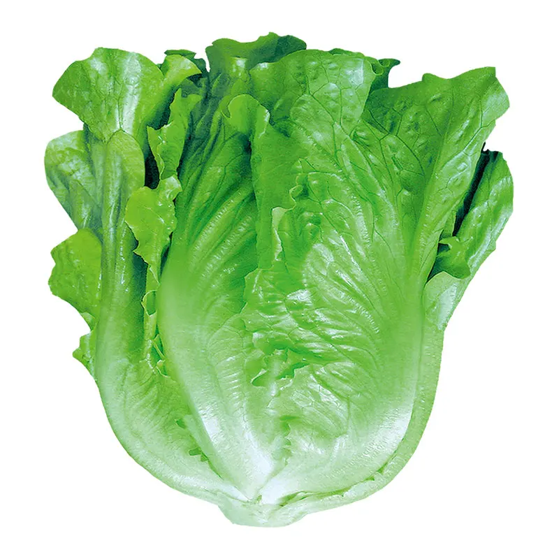 Семена овощей компания поставляет семена зеленой салат