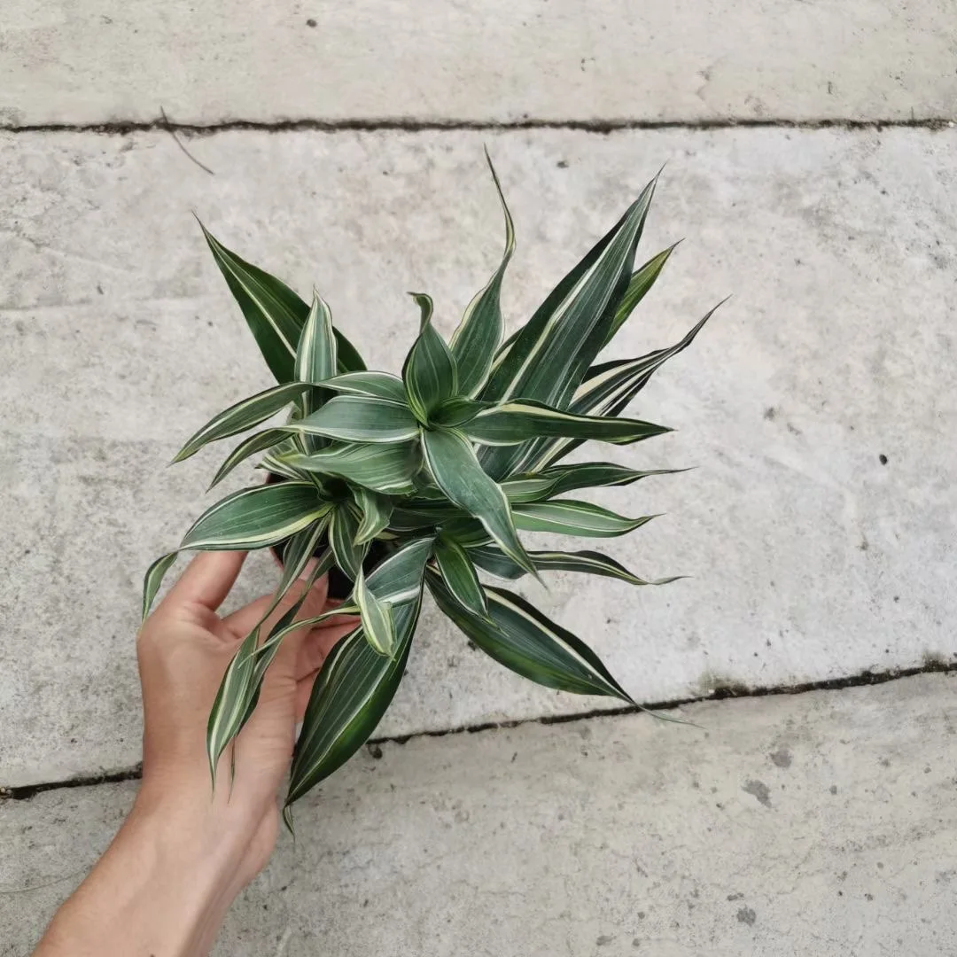 
Wholesale Lucky bamboo 