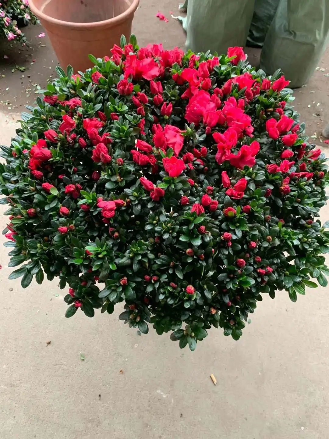 
High germination green plant tree ericaceae seedling azalea sapling 