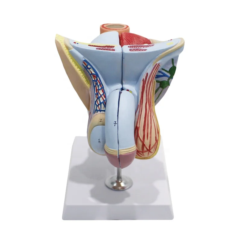 Male reproductive organ structure model with base anatomical model of human body medical model anatomical teaching