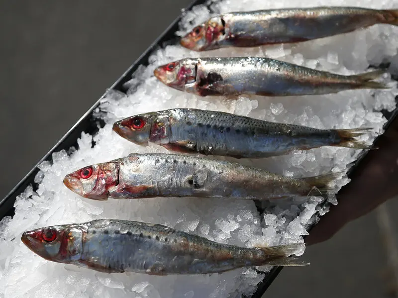 Frozen Sardine Fish Microwave Thawing Machine