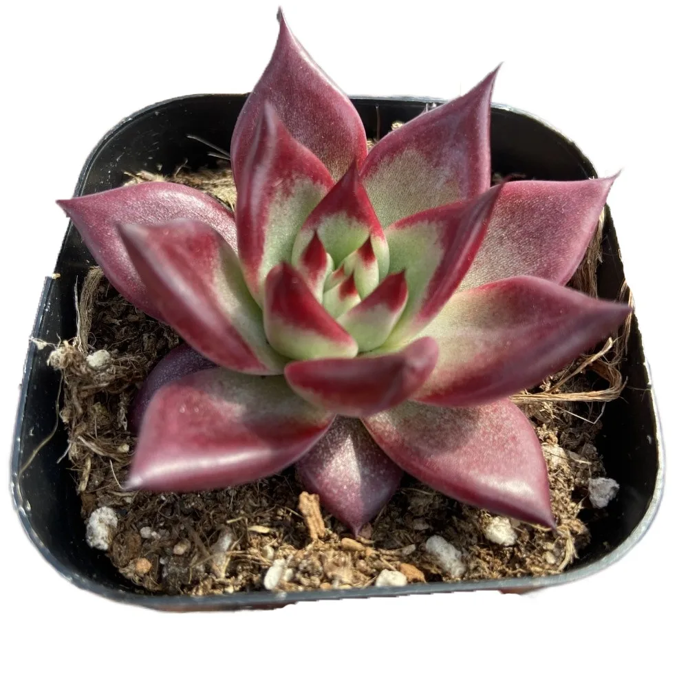 
Chinese Supply About7cm Red Living Plants Live Plants Natural Succulents for Ornamental Bonsai Plants 