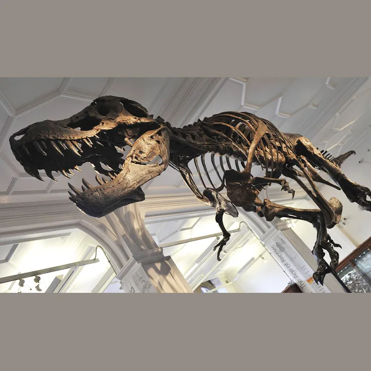 Стекловолокно Trex Скелет Ископаемого кости динозавра ископаемого для дисплея музея