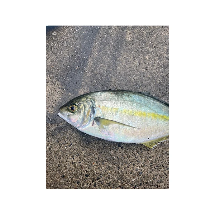 Frozen red fillet Japanese wholesale aquaculture gold band snapper fish