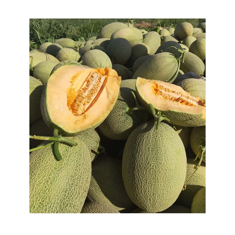 2021 hot-selling Xinjiang fresh sweet crisp hami melon