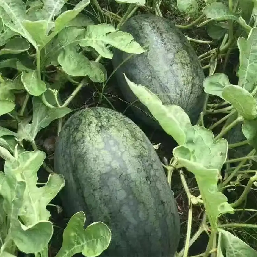 Export Chinese farm fresh watermelon High Quality Imported Vietnamese Black Beauty Watermelon Ready to Ship Fresh Watermelon