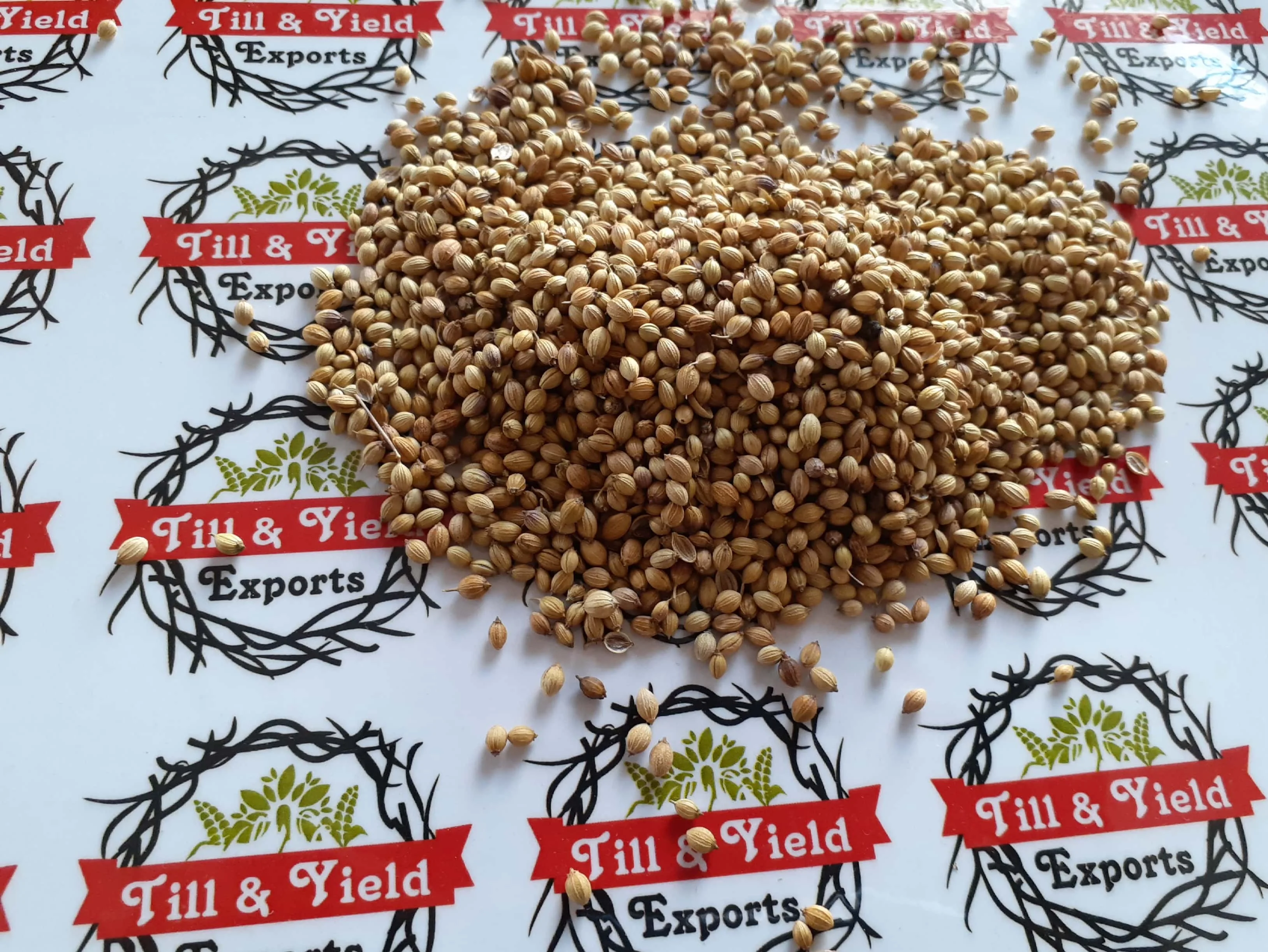 Coriander Split  Dhaniya  Coriandrum Sativum Rich In Immune Boosting Antioxidants Also Good For Heart Health