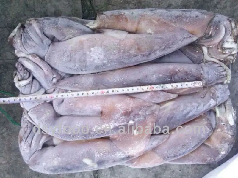 frozen bali squid best price