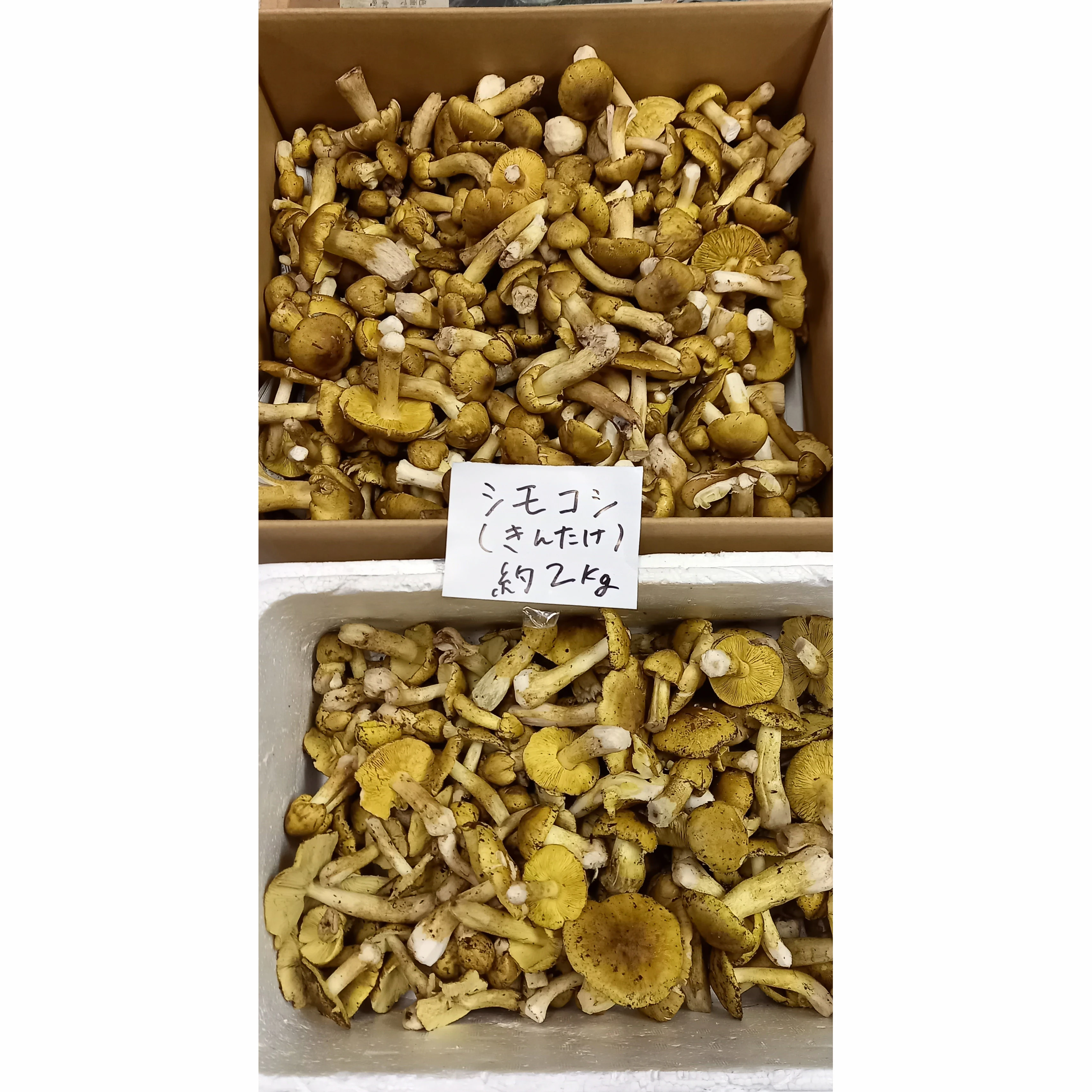 Freshly Harvested Natural Dried Pine Buy Mushrooms From Japan