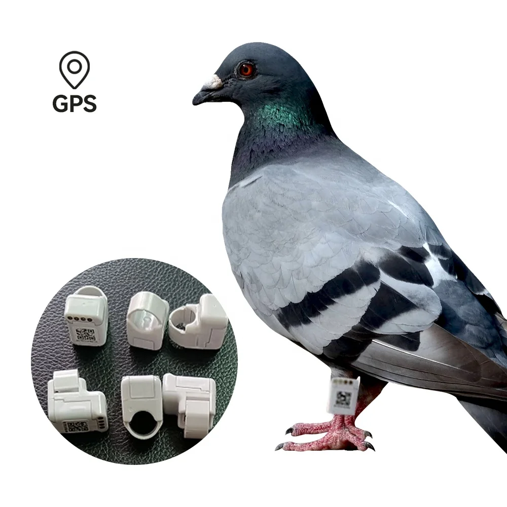 Electronic Pigeon Ring Reviews For Sale Electric Bird pigeon ring bands GPS tracker