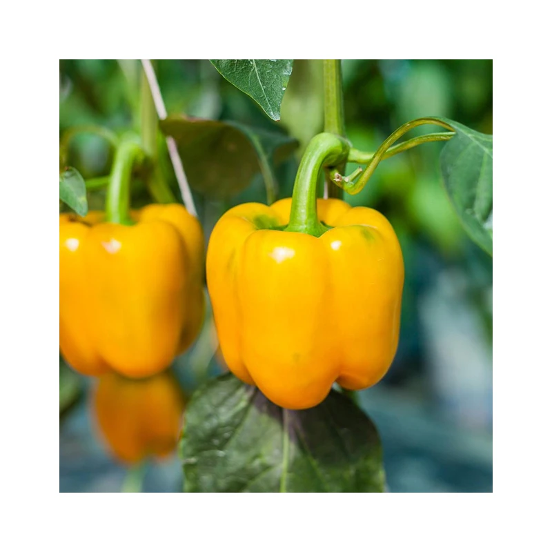 China export vegetable Yellow bell pepper sweet pepper