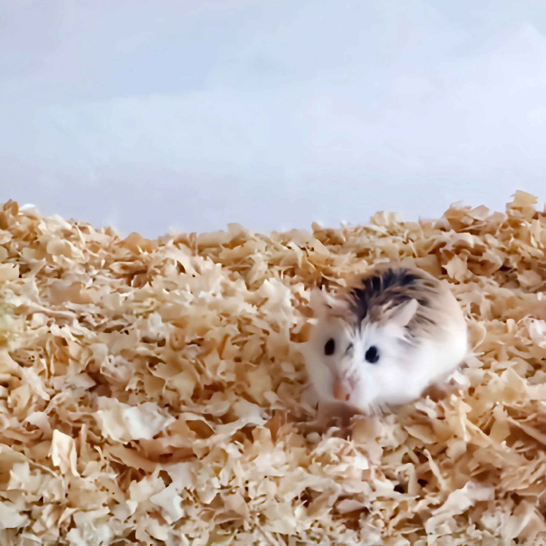 Wood Shaving Bedding Suitable For Rabbits,Guinea Pig,Hamsters,Chinchilla,Dwarf, Mice, Gerbil Supply