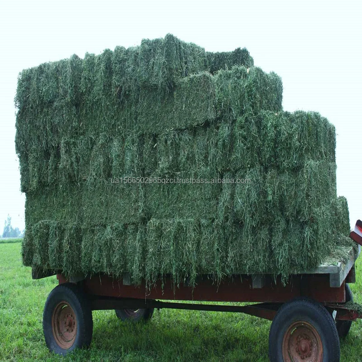 Alfalfa Hay In Bulk Quantity For Sale