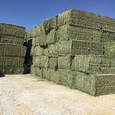
LUCERNE HAY BALE FROM TURKEY 