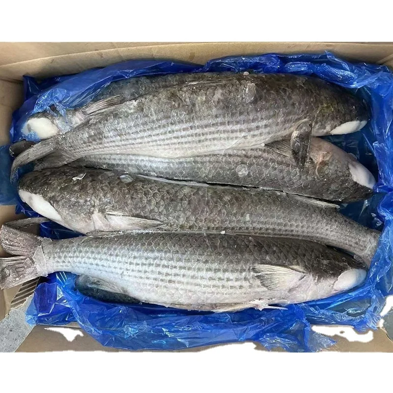 Frozen Grey Mullet Fish  Gutted with all sizes  for Bangladesh market