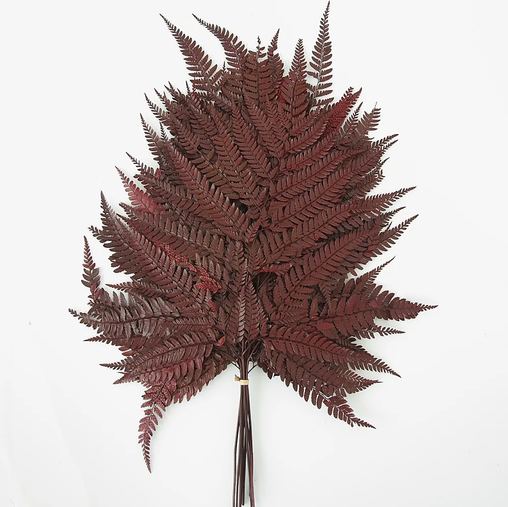 Immortal fern leaf mangosteen leaves dried flowers home decoration shooting props natural real flower leaves