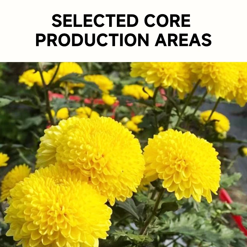 Wholesale bulk high-quality  chrysanthemum  teaorganic healthylow caffeine Chinese famous teaweight loss tea  chrysanthemum